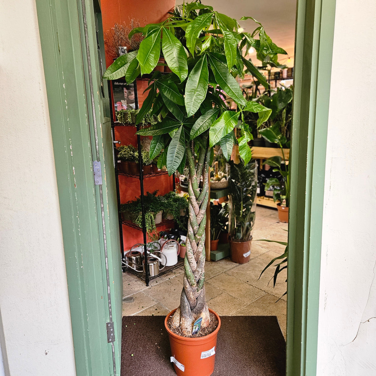 Pachira aquatica (Money Tree)