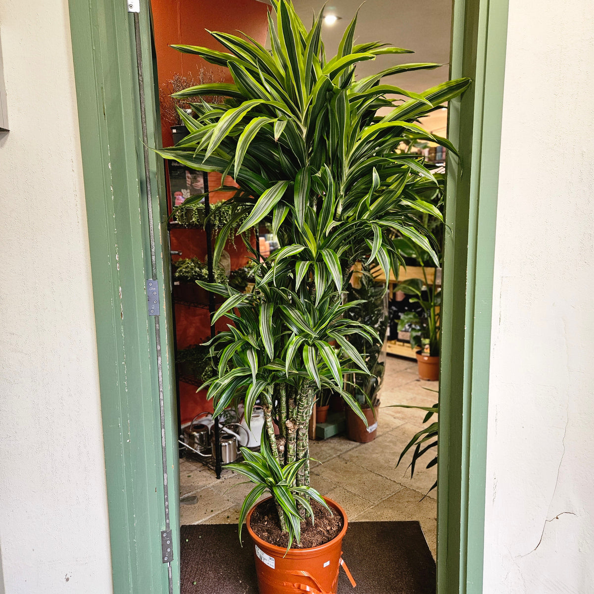 Dracaena fragrans (Corn Plant)