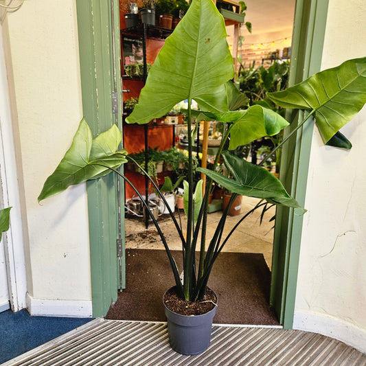 Alocasia zebrina 'Black Stem'