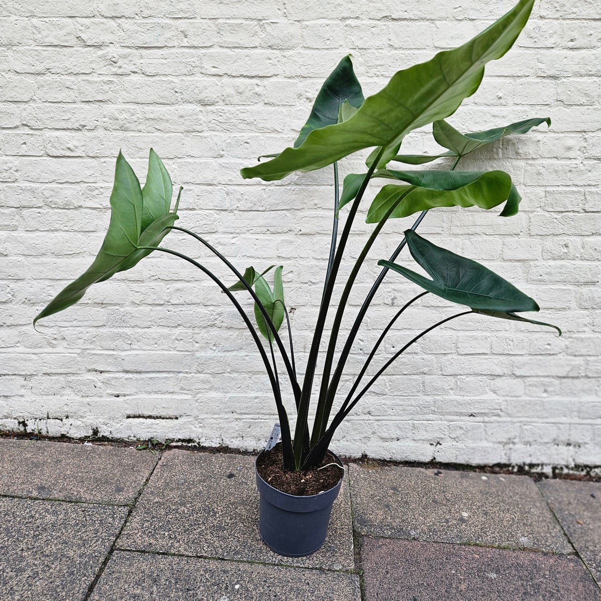 Alocasia zebrina 'Black Stem'
