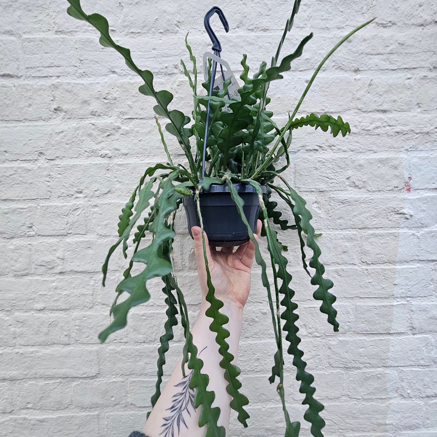 Disocactus anguliger (Fishbone Cactus)