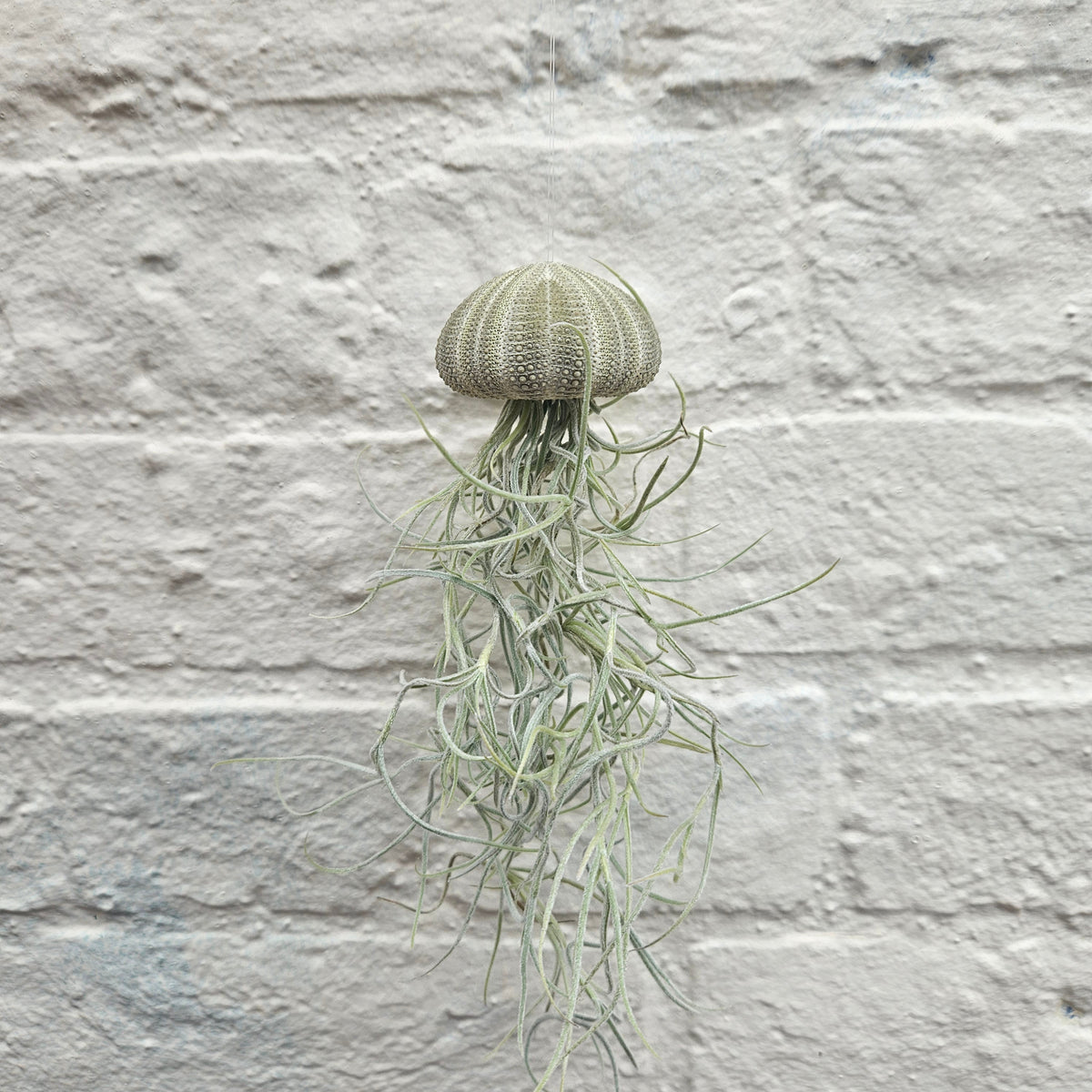 Tillandsia usneoides (Spanish Moss)