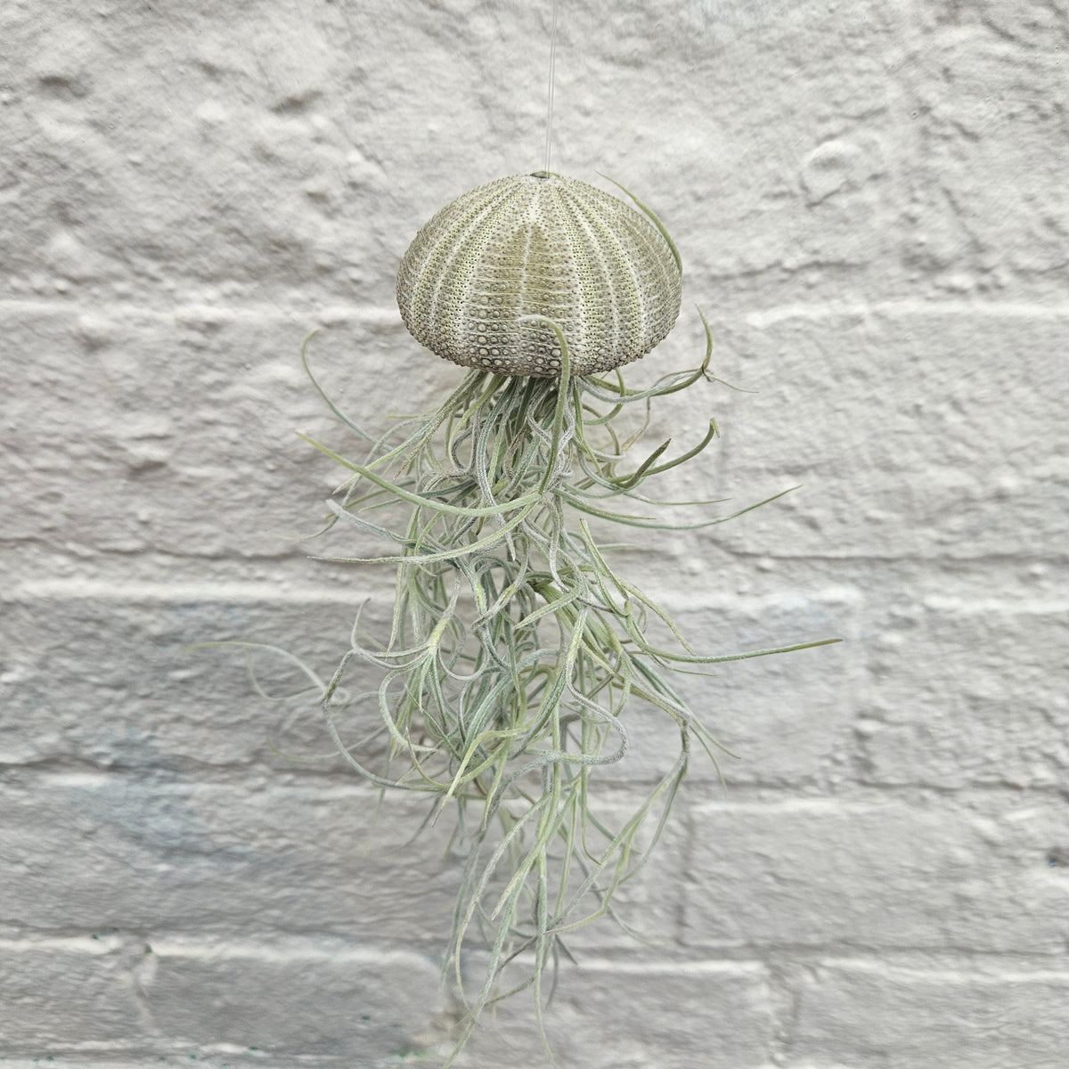 Tillandsia usneoides (Spanish Moss)