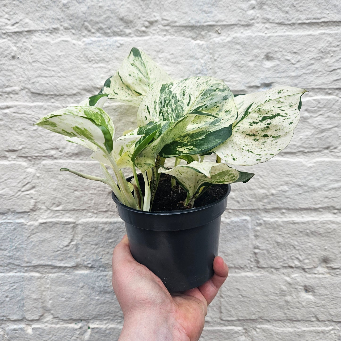 Epipremnum pinnatum 'Happy Leaf' (Manjula Pothos)