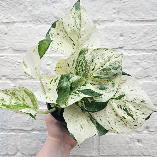Epipremnum pinnatum 'Happy Leaf' (Manjula Pothos)