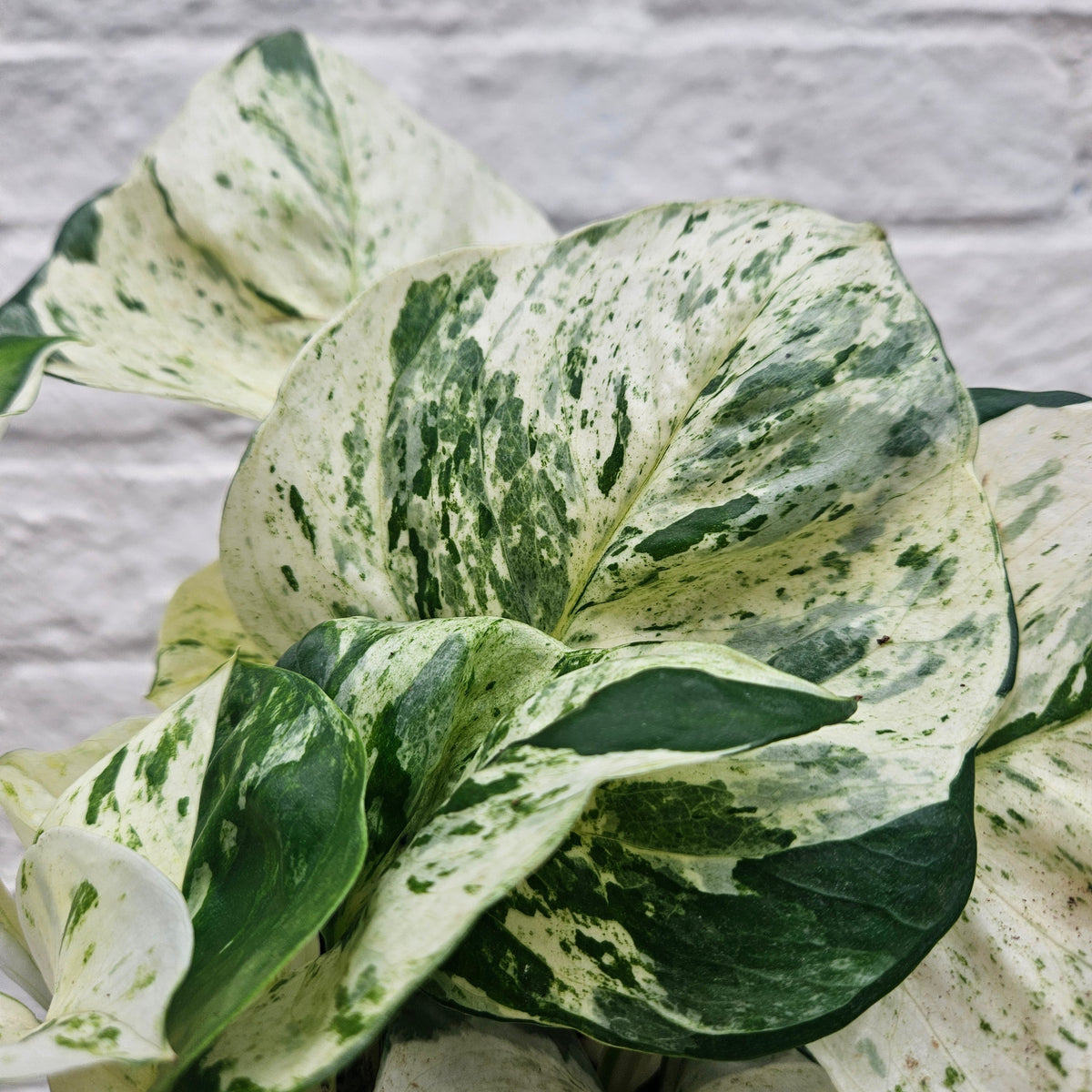 Epipremnum pinnatum 'Happy Leaf' (Manjula Pothos)