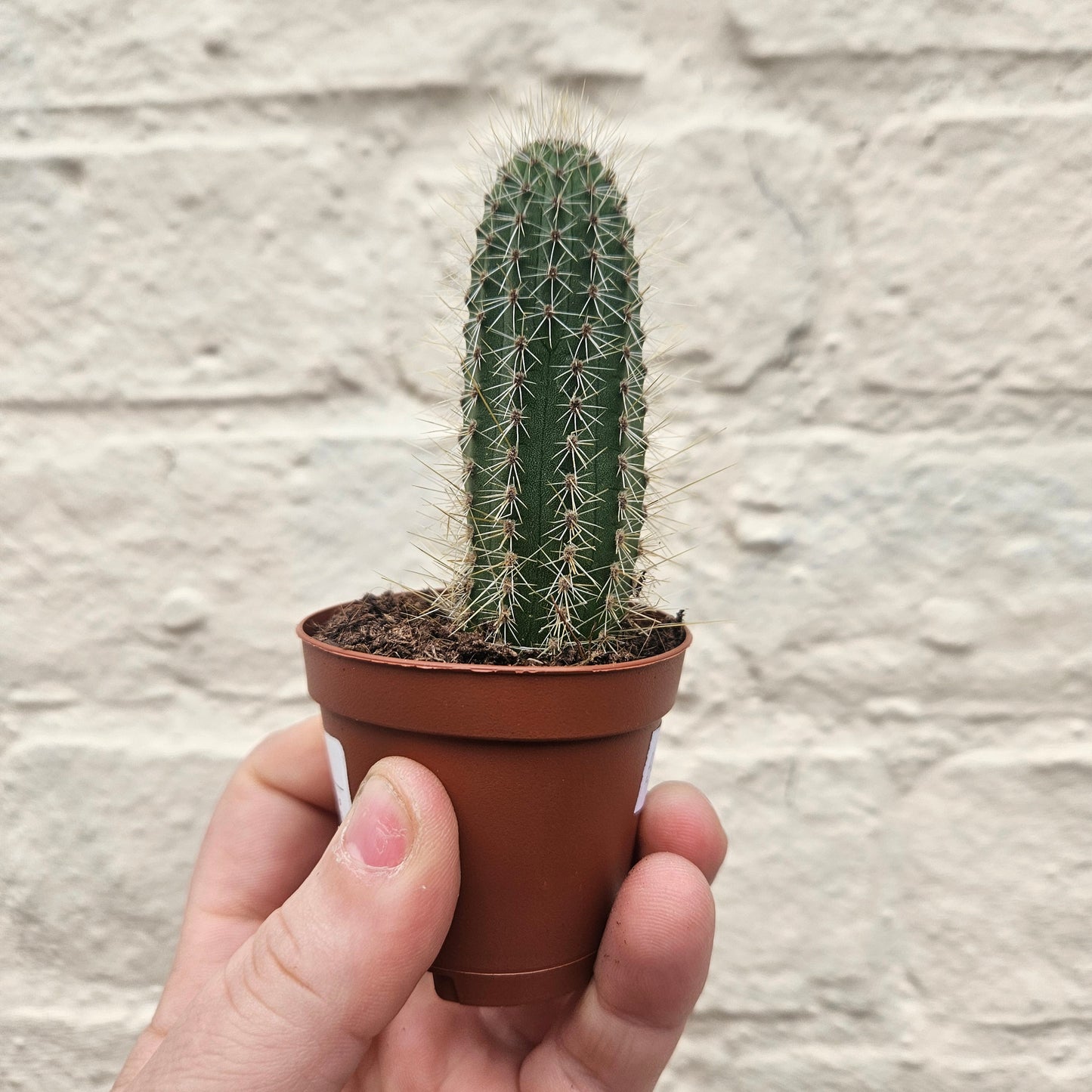 Cleistocactus winteri (Golden Rat Tail cactus)