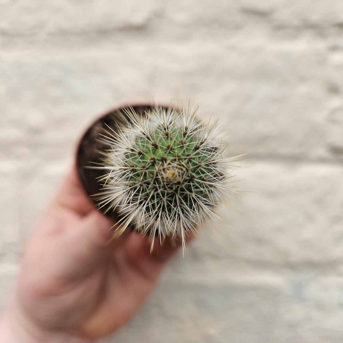 Cleistocactus winteri (Golden Rat Tail cactus)