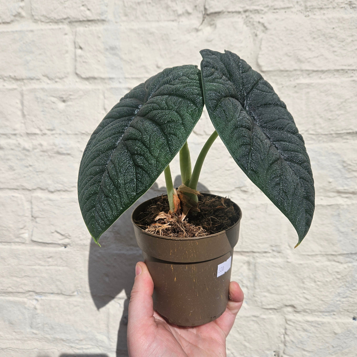 Alocasia 'Reptile'