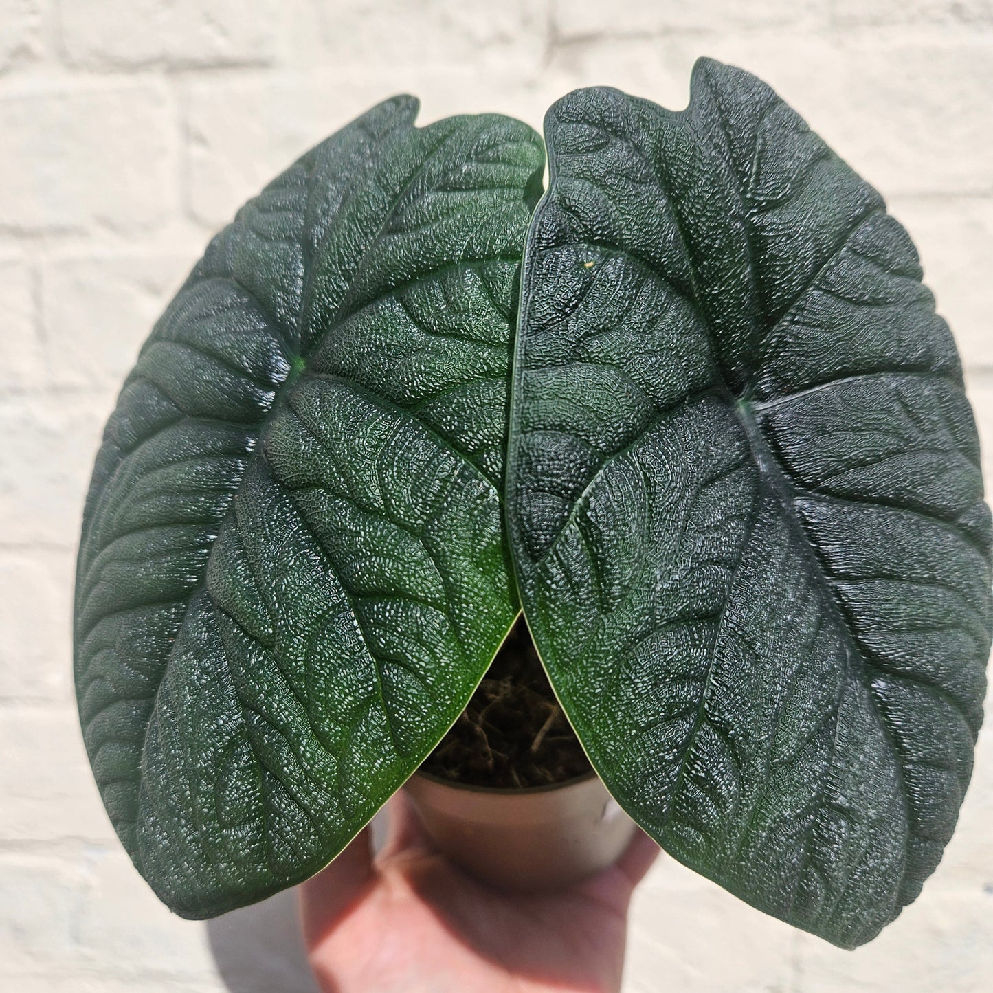 Alocasia 'Reptile'