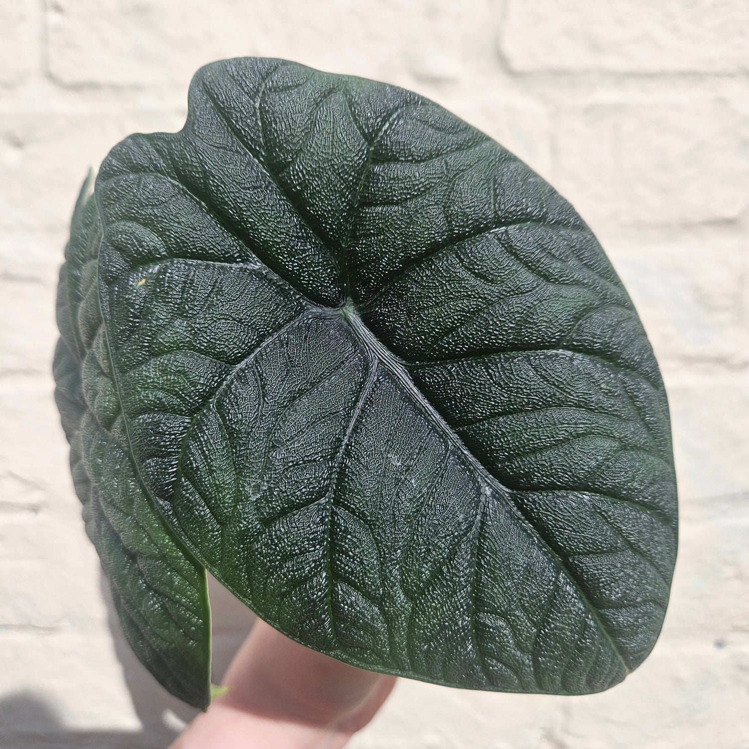 Alocasia 'Reptile'