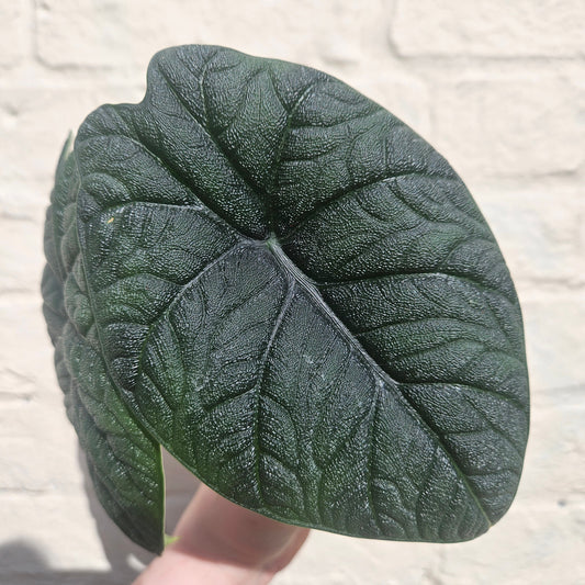 Alocasia 'Reptile'