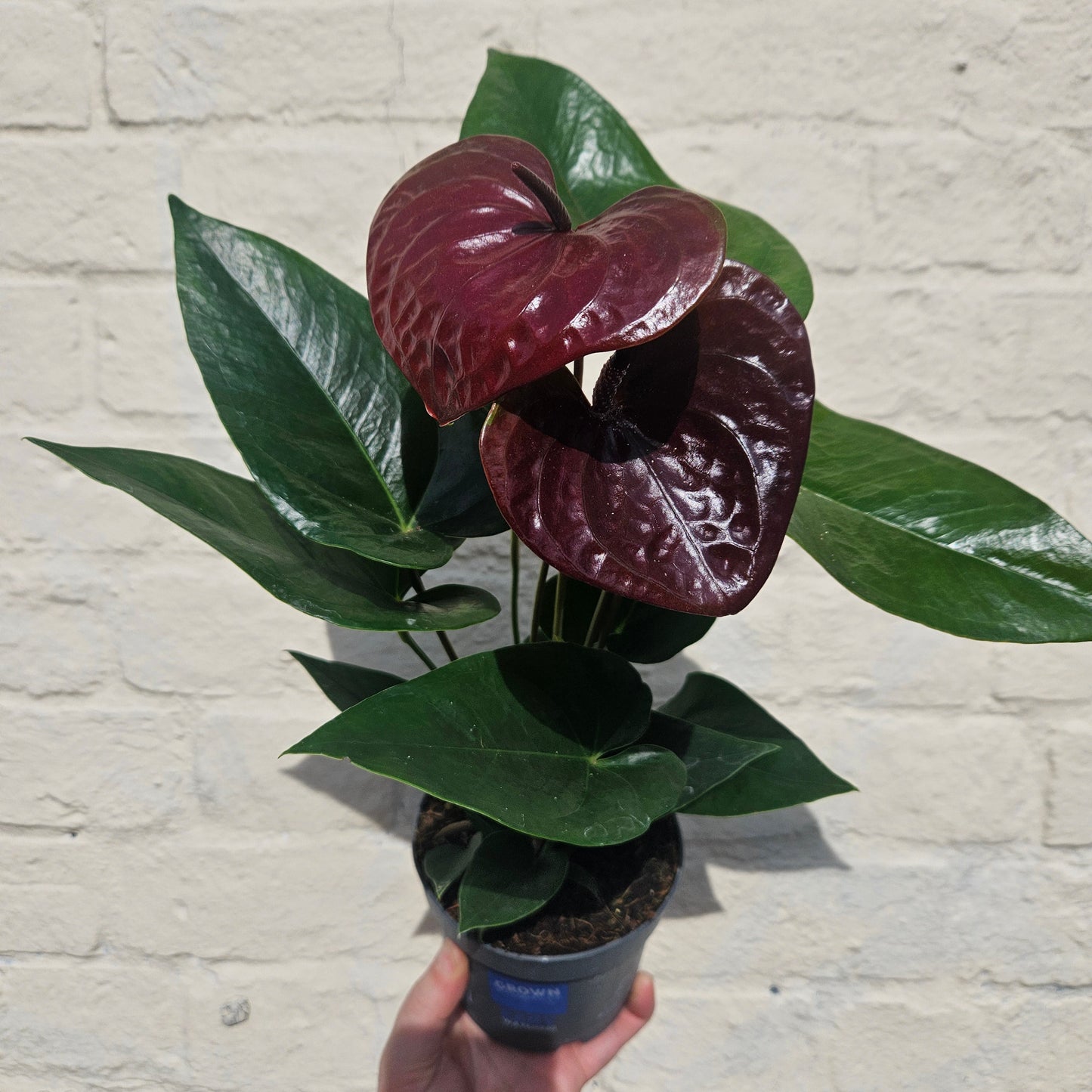 Anthurium andraeanum (Flamingo Flower)