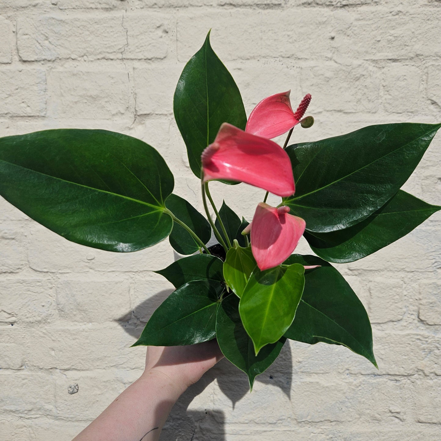 Anthurium andraeanum (Flamingo Flower)