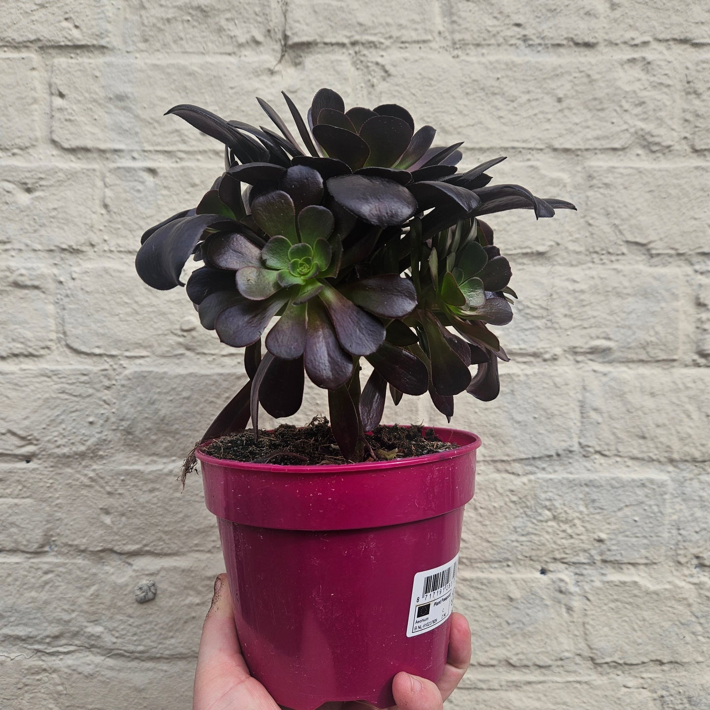 Aeonium arboreum (Houseleek Tree)