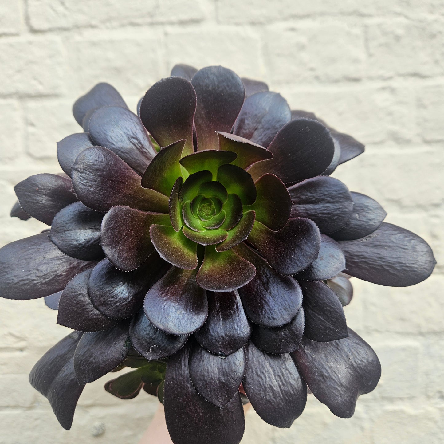 Aeonium arboreum (Houseleek Tree)