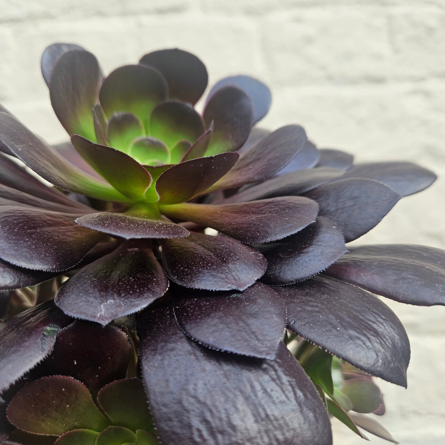 Aeonium arboreum (Houseleek Tree)