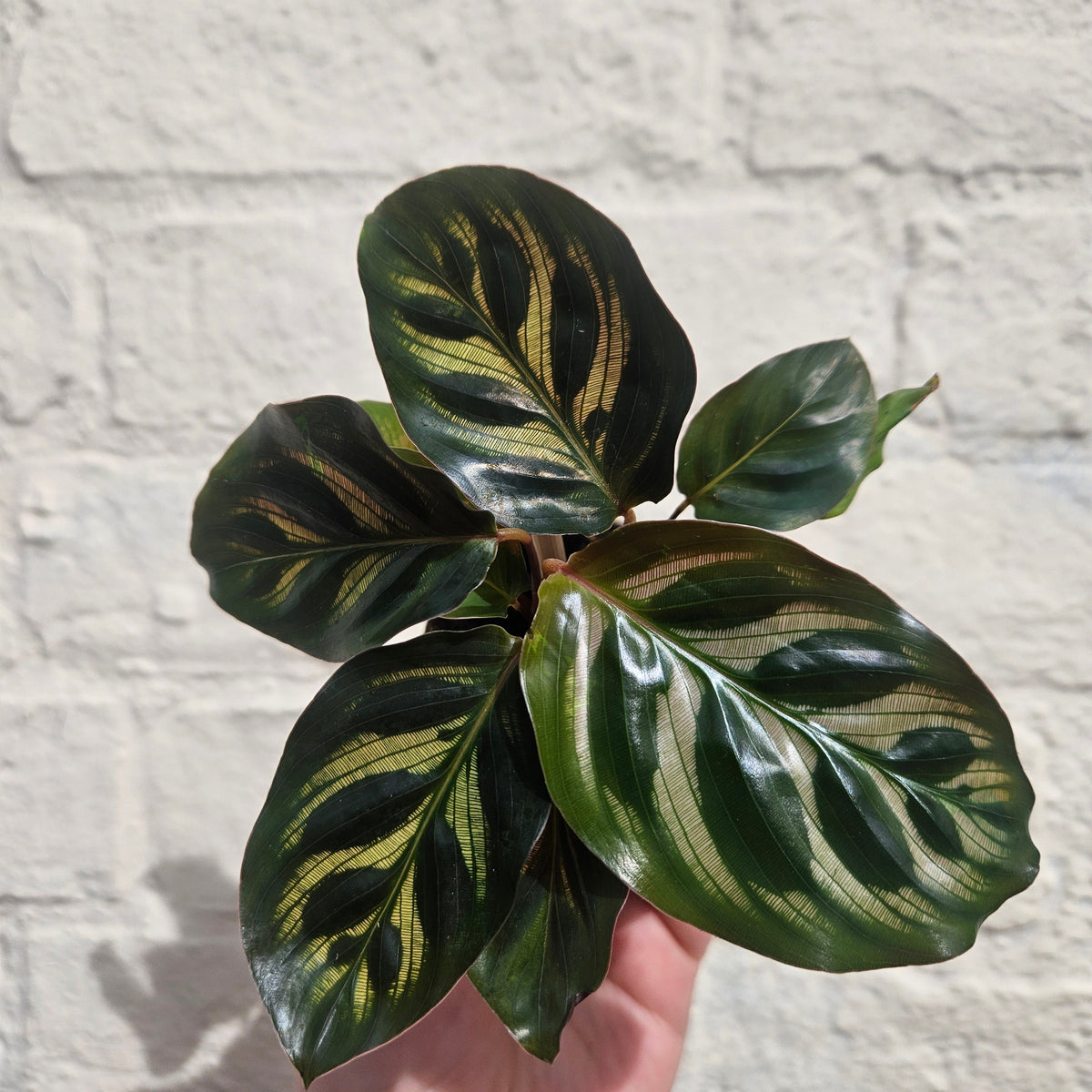 Calathea makoyana (Peacock plant)