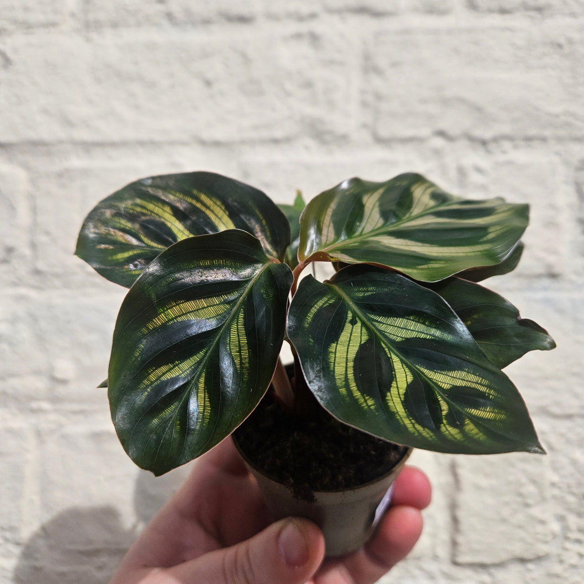 Calathea makoyana (Peacock plant)