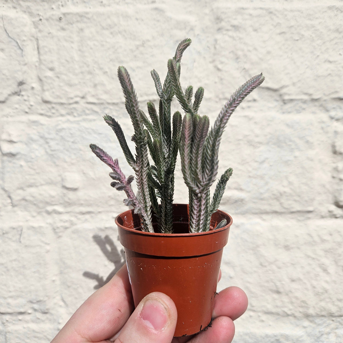 Crassula lycopodioides (Watchchain Plant)