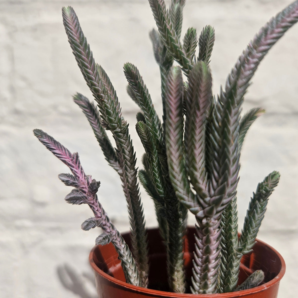 Crassula lycopodioides (Watchchain Plant)