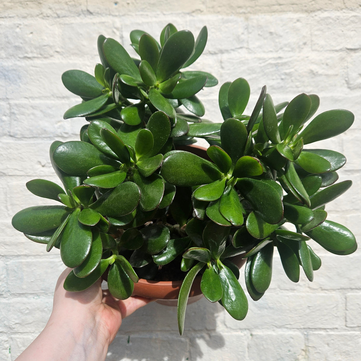 Crassula ovata (Jade plant)