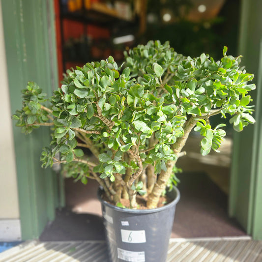 Crassula arborescens undulatifolia 'Ripple Jade'