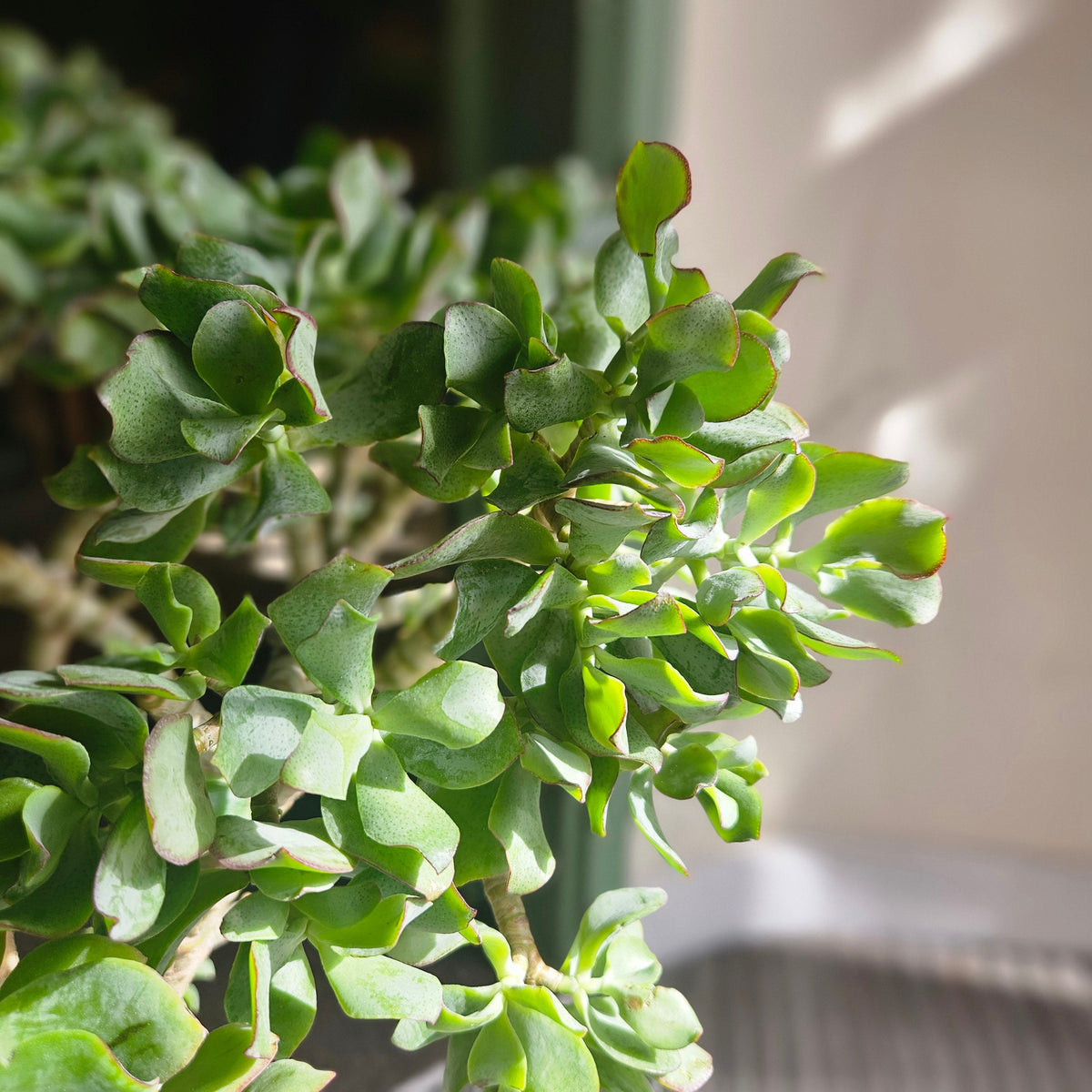 Crassula arborescens undulatifolia 'Ripple Jade'