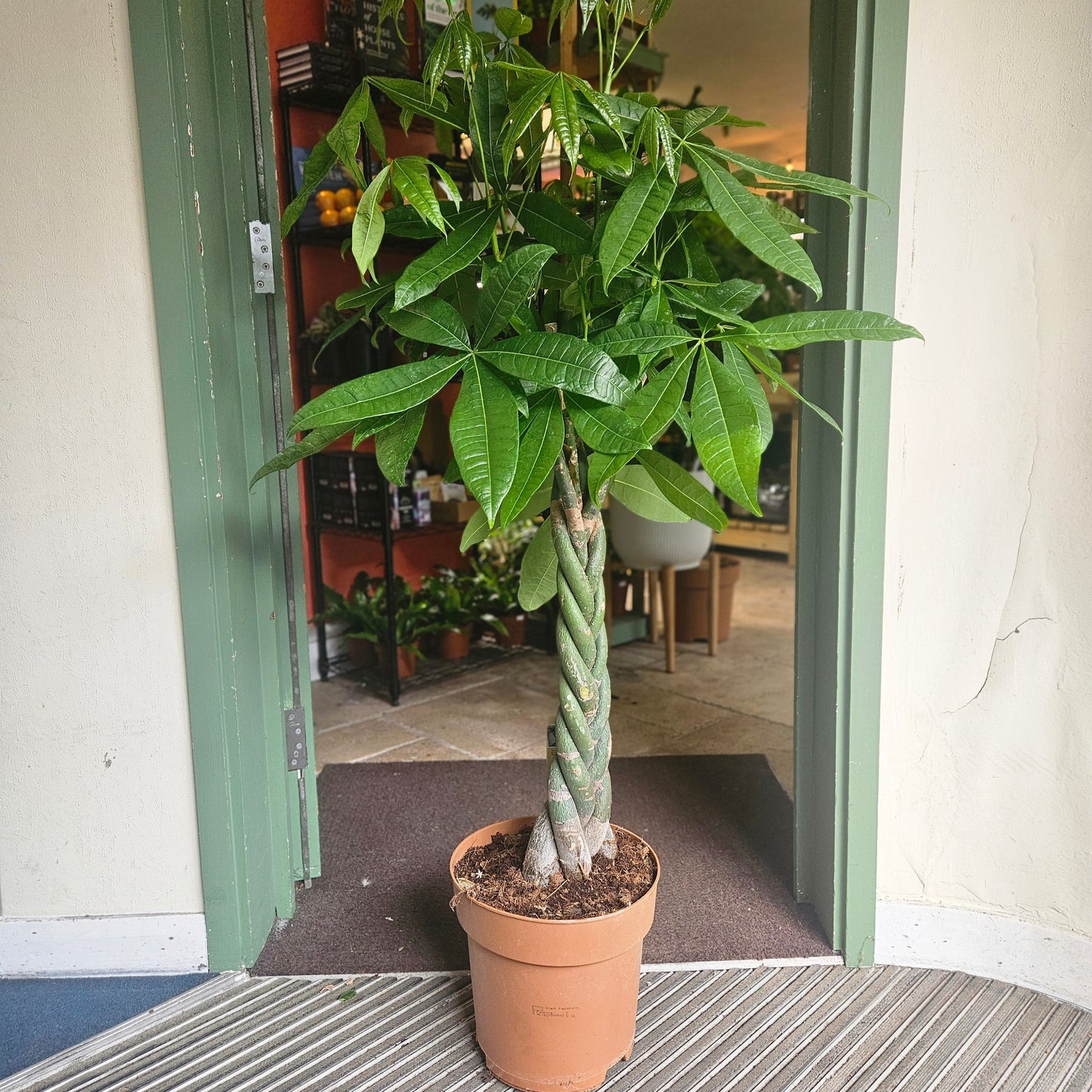 Pachira aquatica (Money Tree)