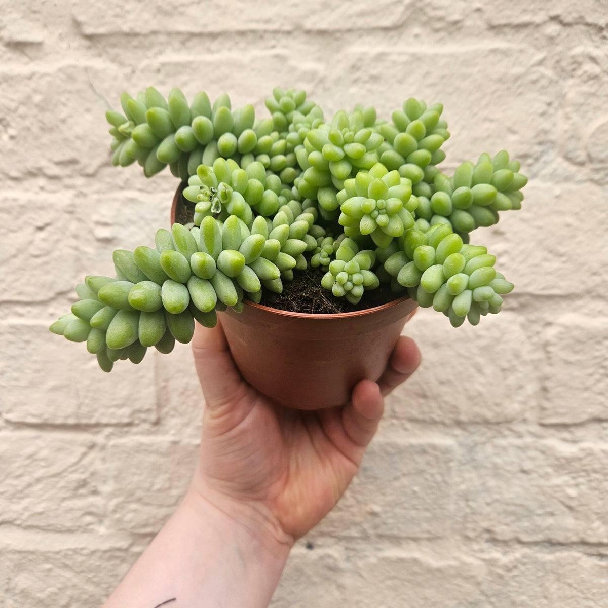 Sedum morganianum 'Burrito'  (Donkey Tail)