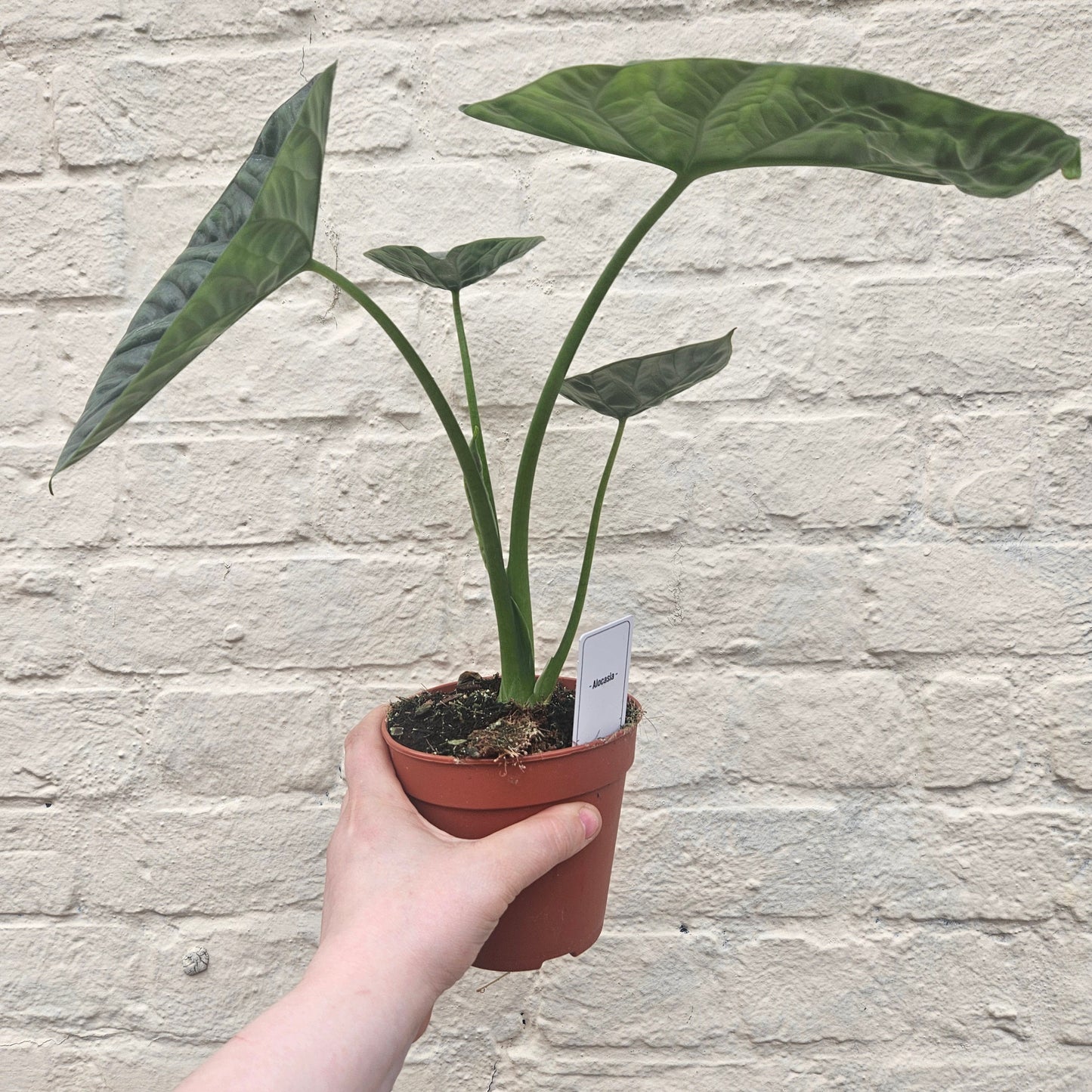 Alocasia 'Lukiwan'
