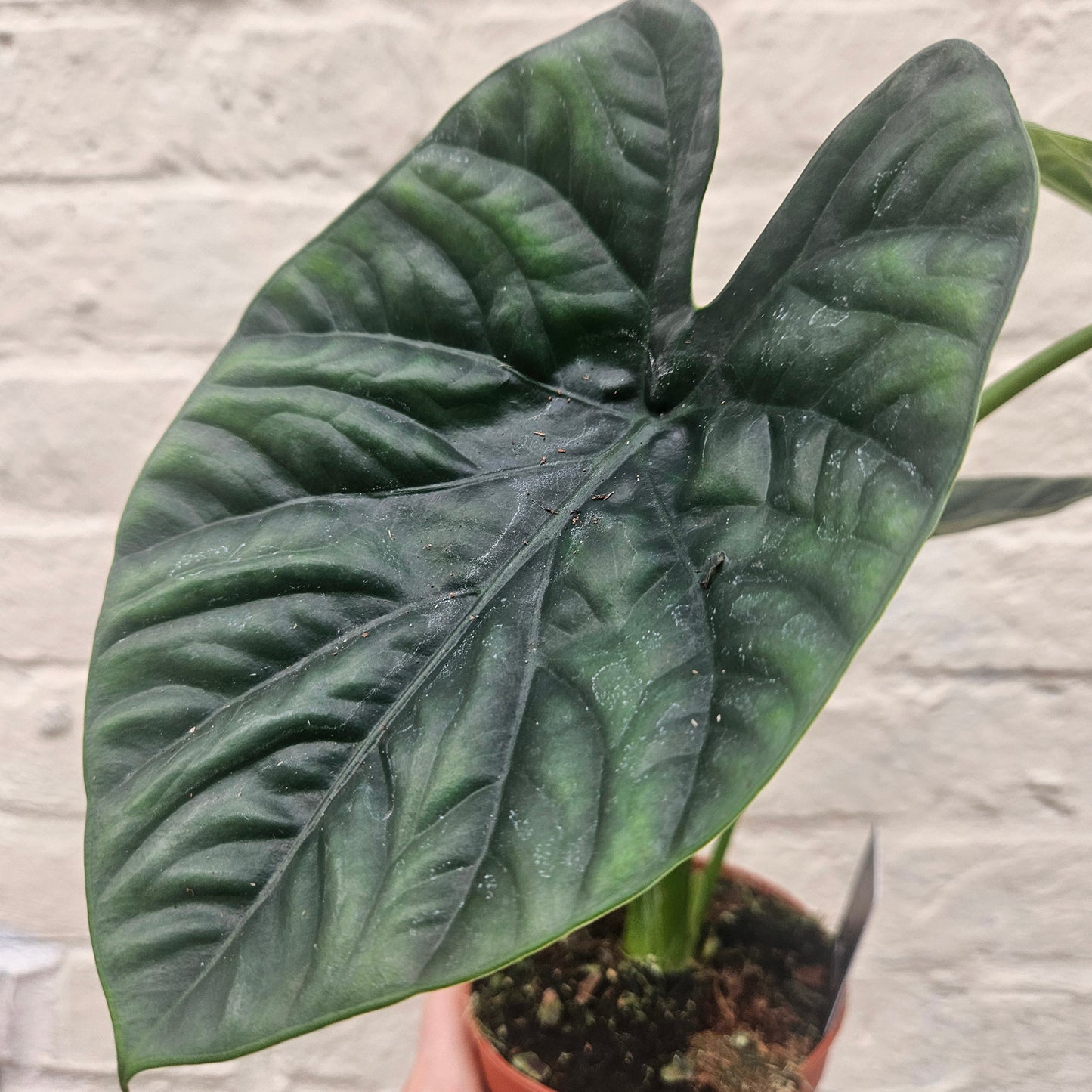 Alocasia 'Lukiwan'