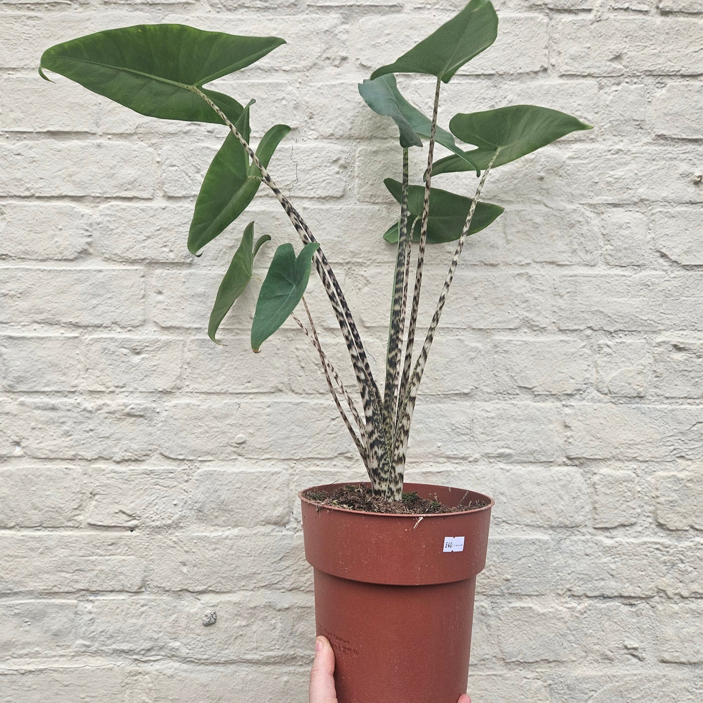 Alocasia zebrina