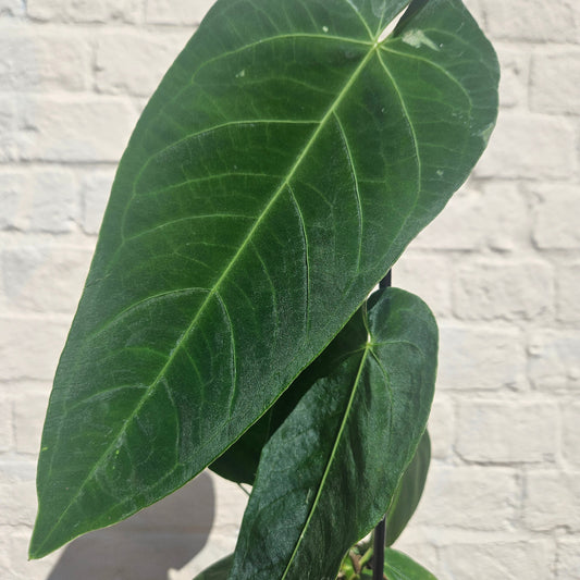 Anthurium Queremalense Houseplant - Rare Indoor Plant