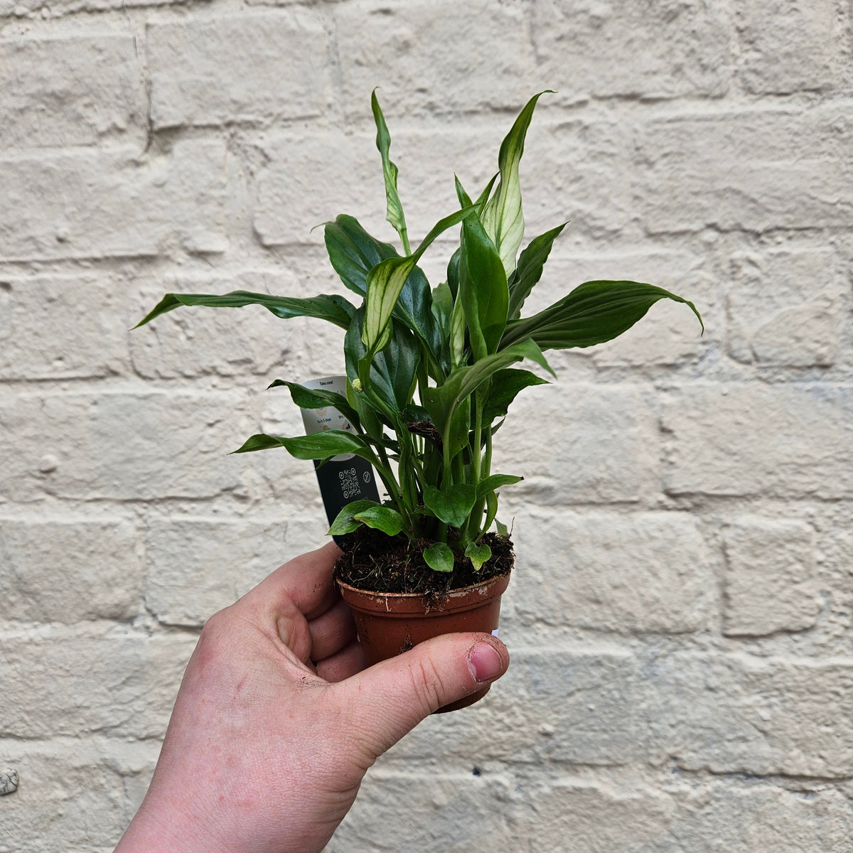 Spathiphyllum 'Bellini' (Peace Lily)