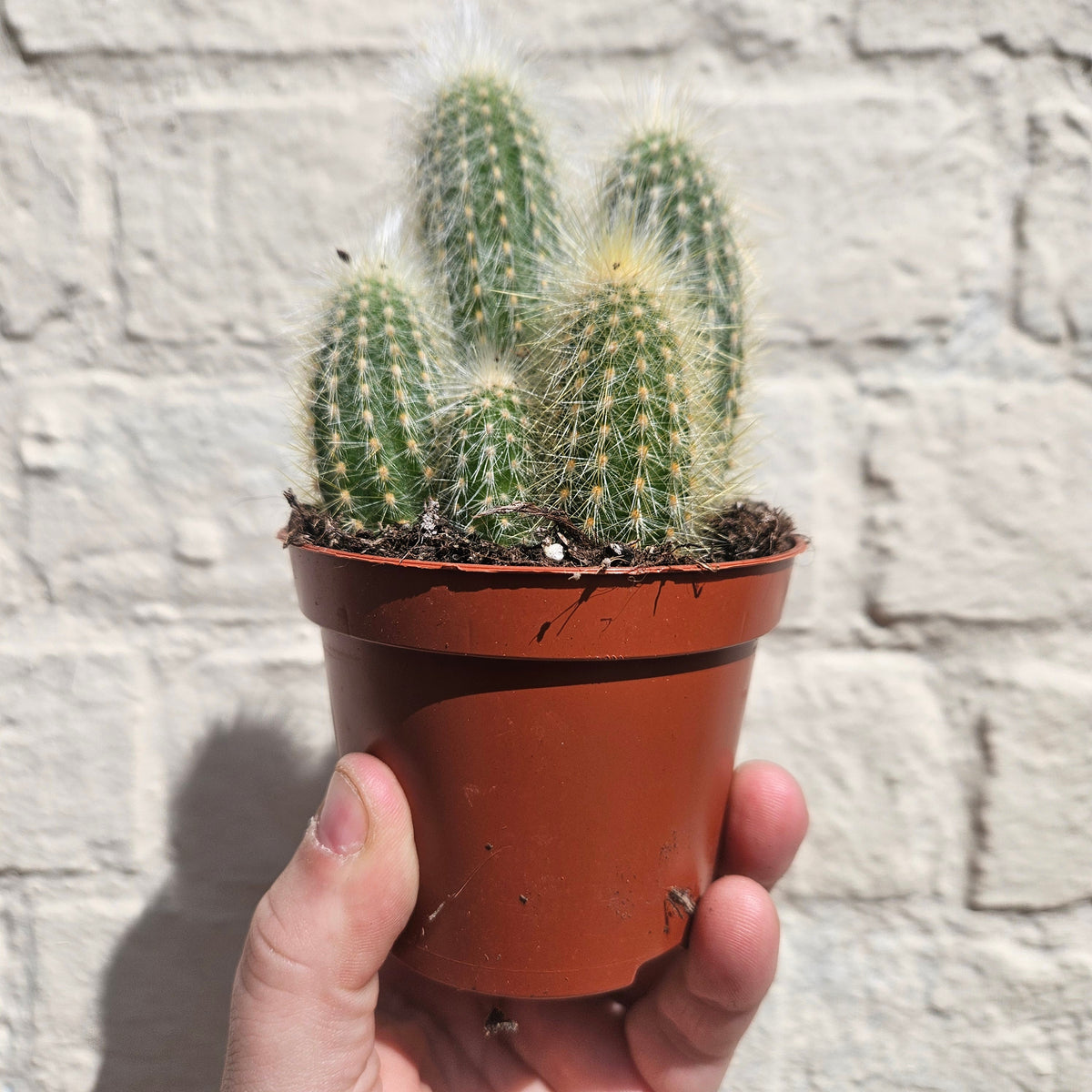 Cleistocactus strausii (Wooly torch Cactus)