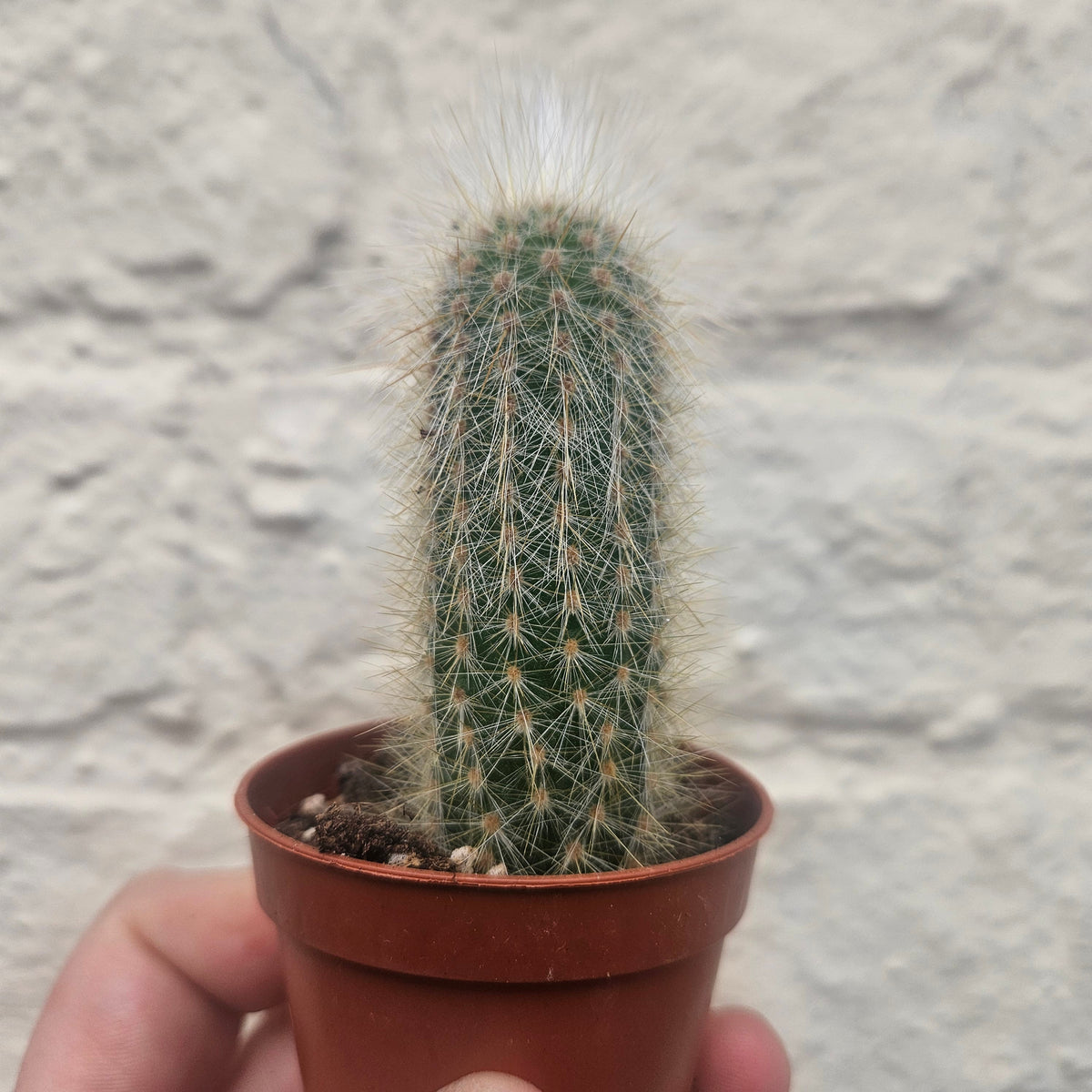 Cleistocactus strausii (Wooly torch Cactus)