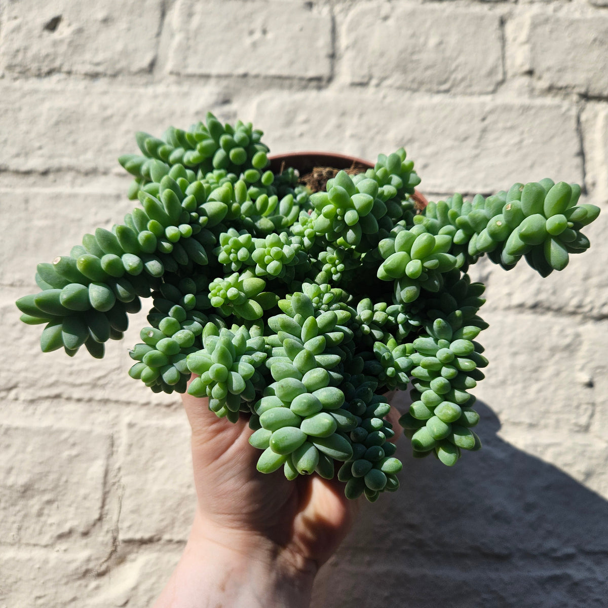 Sedum morganianum 'Burrito'  (Donkey Tail)