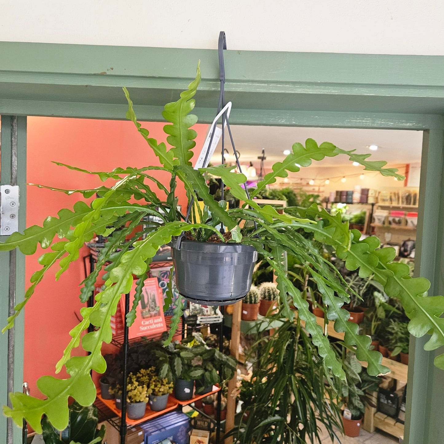 Disocactus anguliger (Fishbone Cactus)