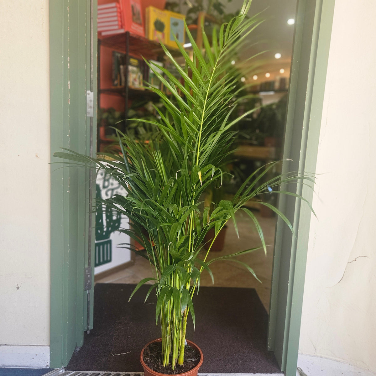 Dypsis lutescens (Areca Palm)
