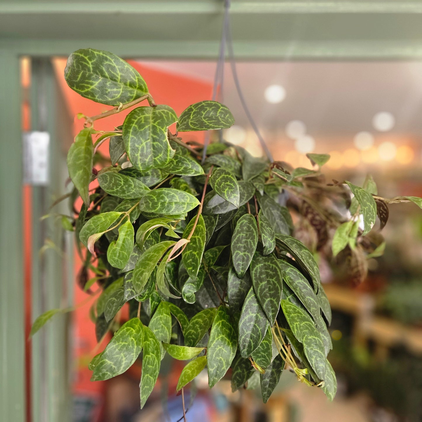 Aeschynanthus marmoratus (Lipstick plant)