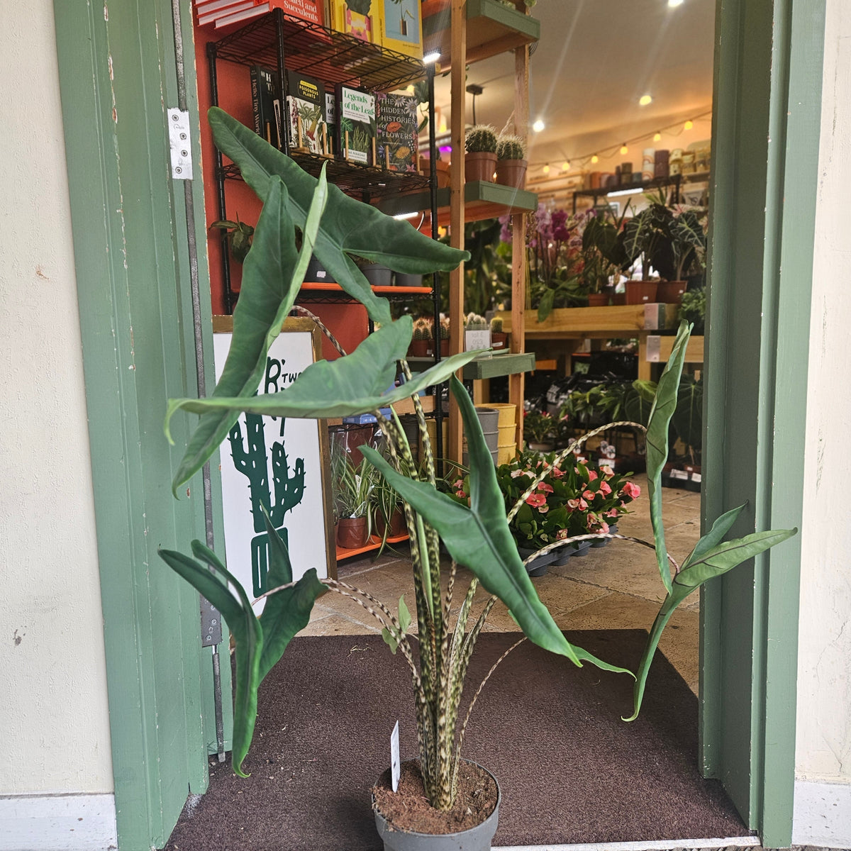 Alocasia acuta 'Tigrina'
