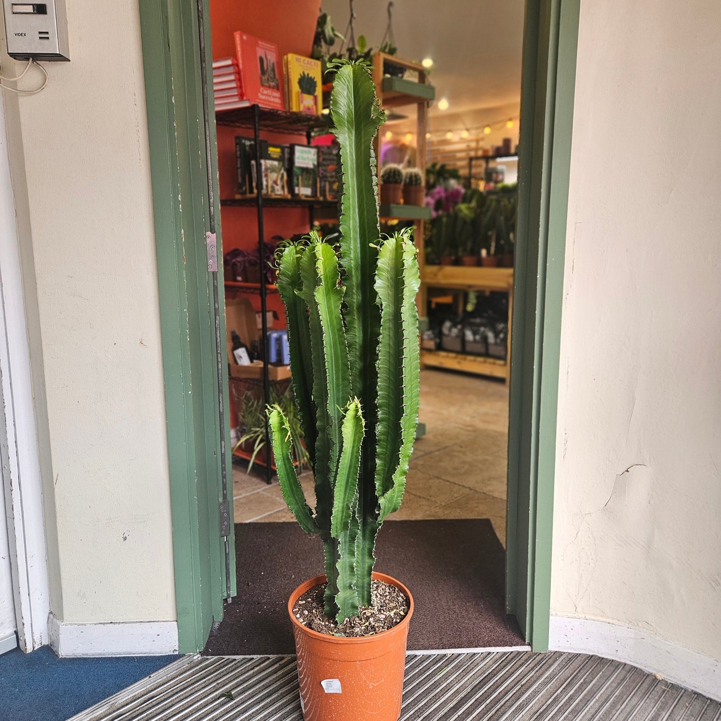 Euphorbia erytrea (Candelabara Cactus)