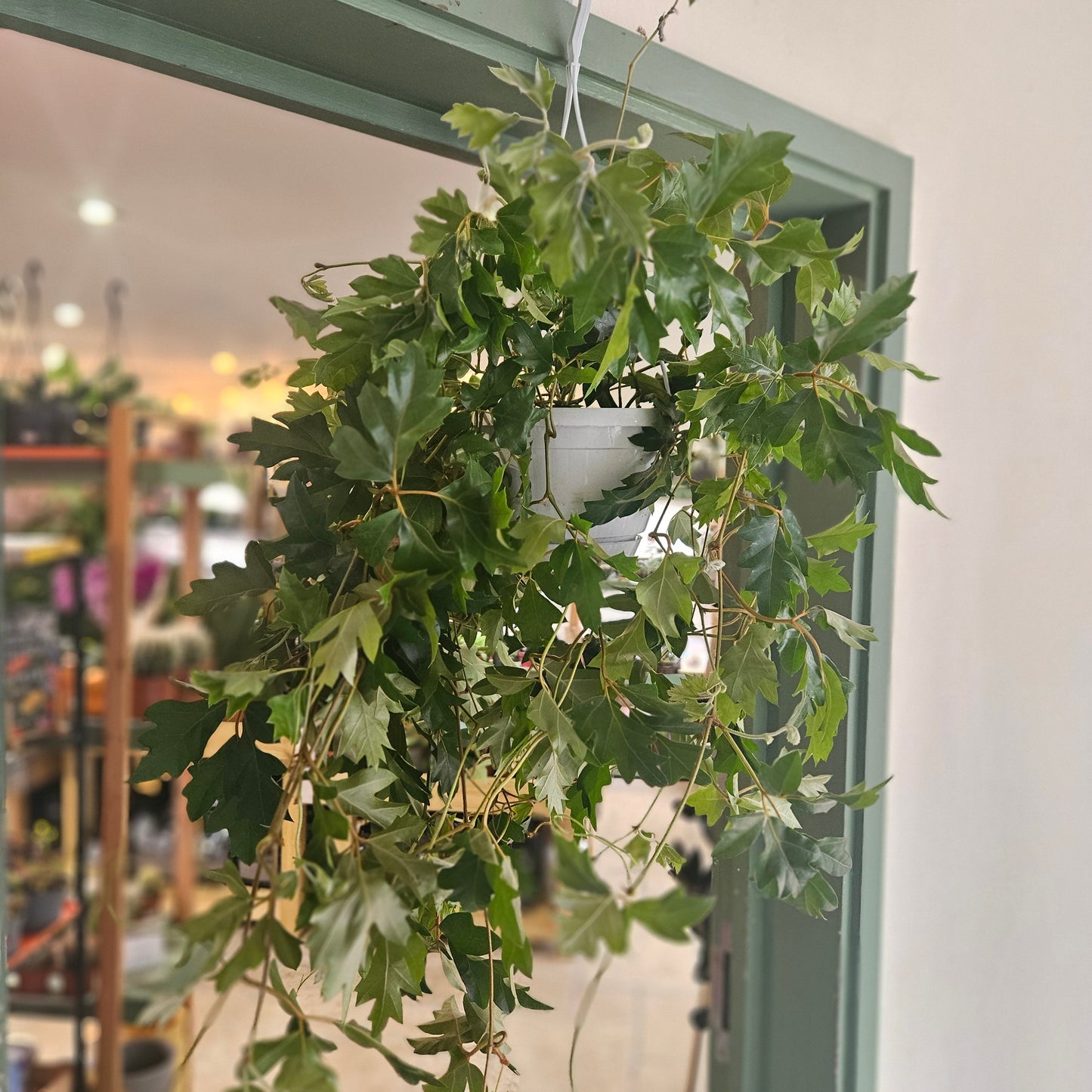 Cissus rhombifolia 'Ellen Danica' (Grape Ivy)