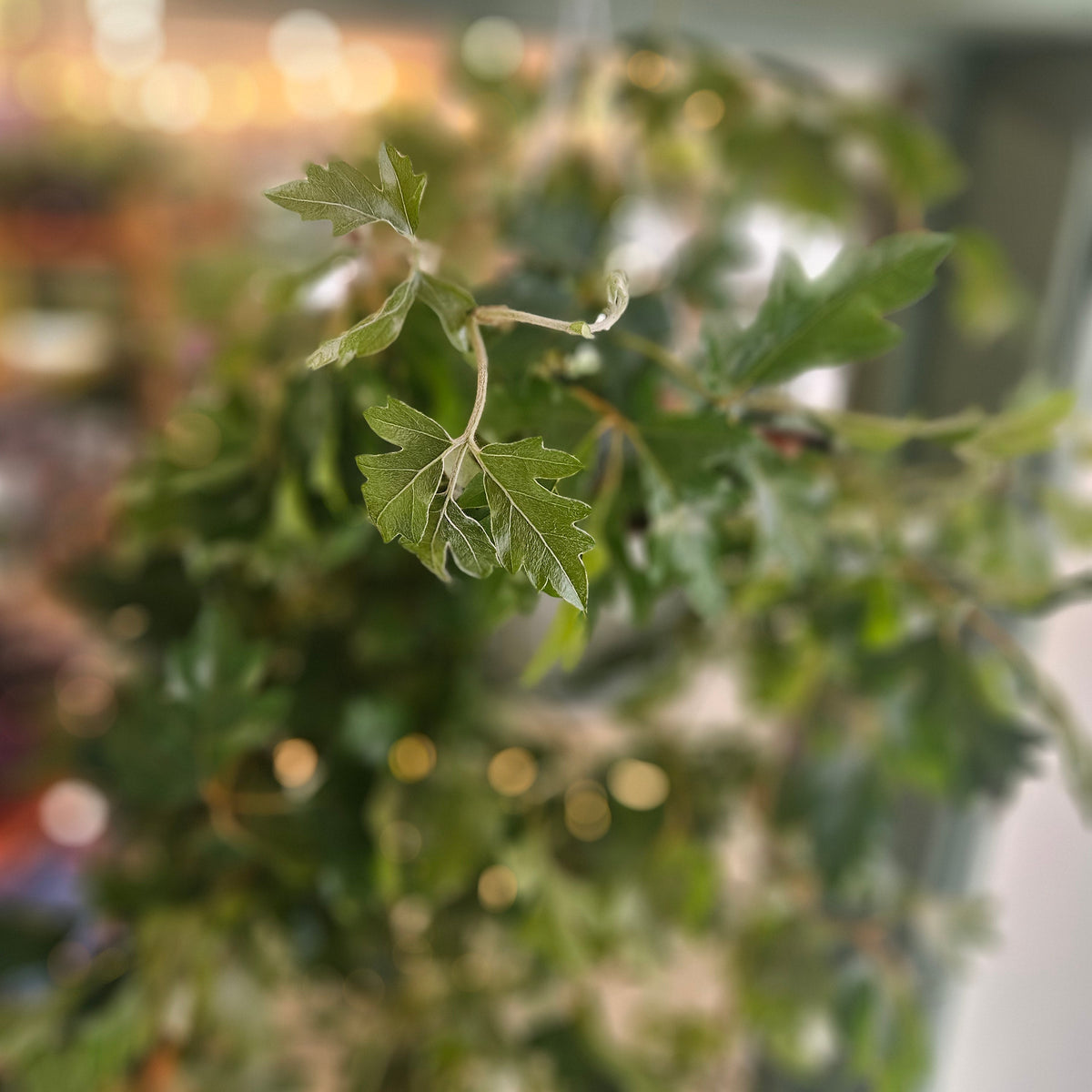 Cissus rhombifolia 'Ellen Danica' (Grape Ivy)