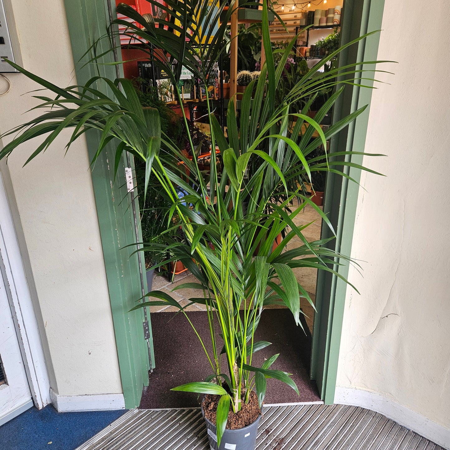 Howea Forsteriana (Kentia Palm)