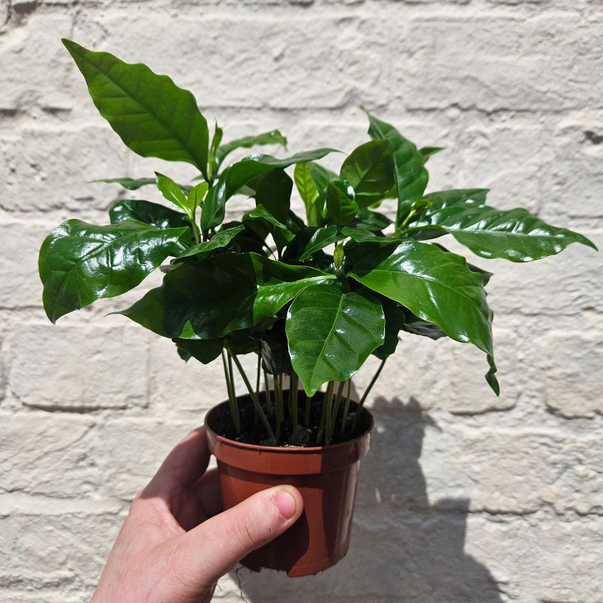 Coffee arabica (Coffee Plant)