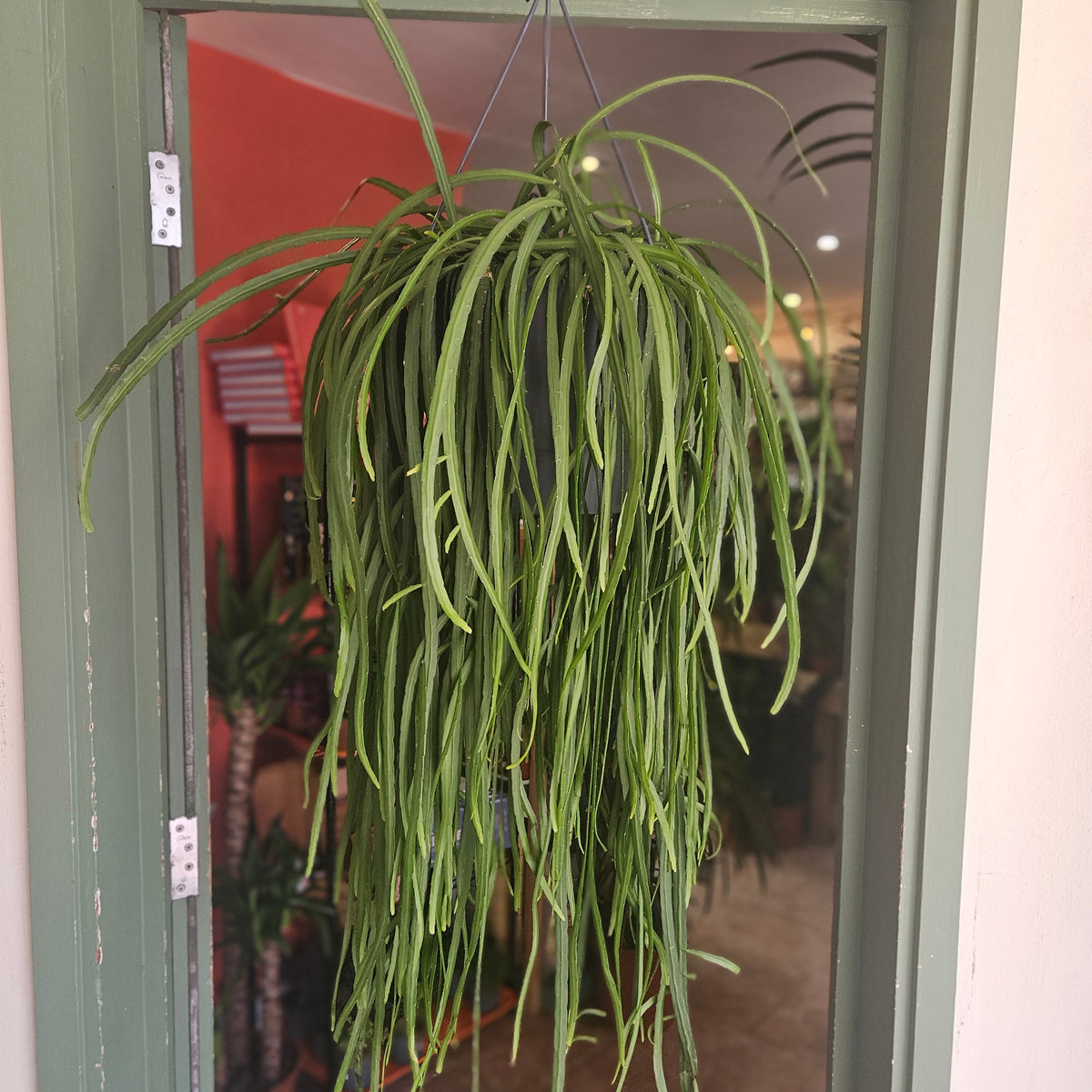Lepismium bolivianum (Jungle cactus)