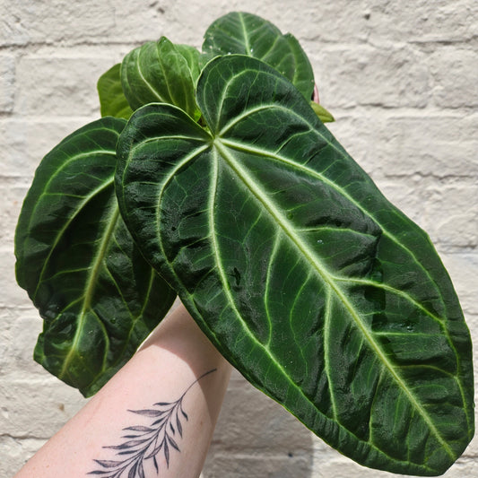 Anthurium Villenaorum Houseplant - Rare Unusual Plant