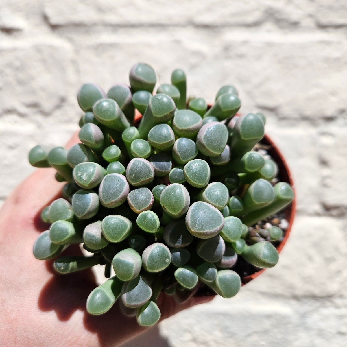 Fenestraria rhopalophylla subsp. aurantiaca (Baby Toes)